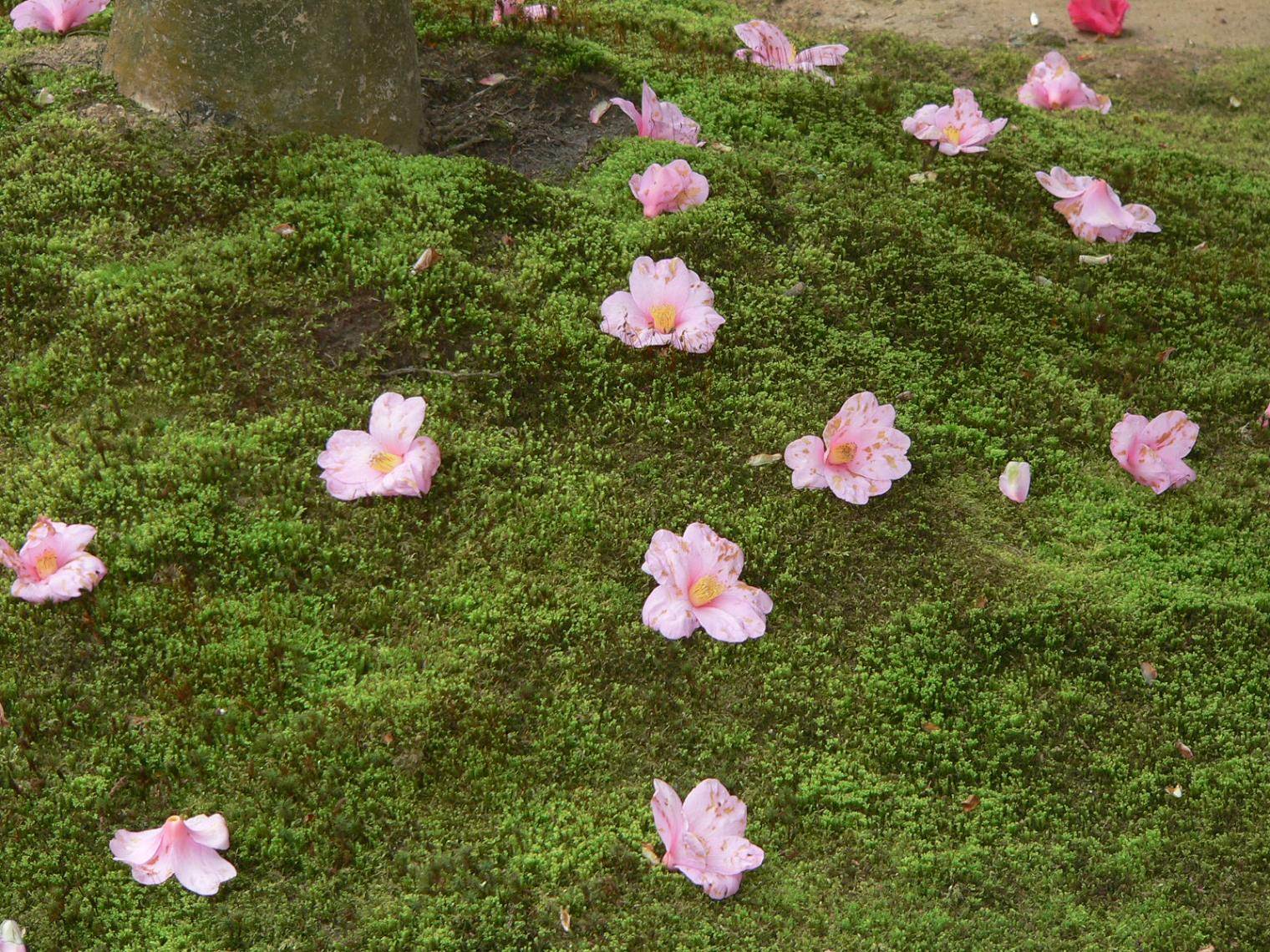 Japon Fleurs