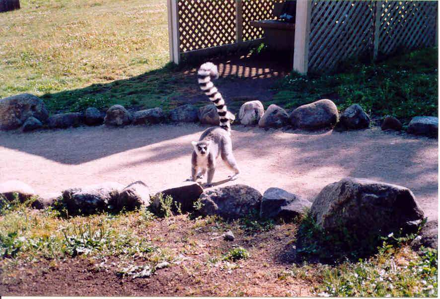 Lemuriens lémure