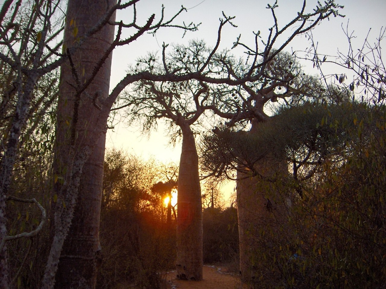 Madagascar La foret de baobabs à Ifaty
