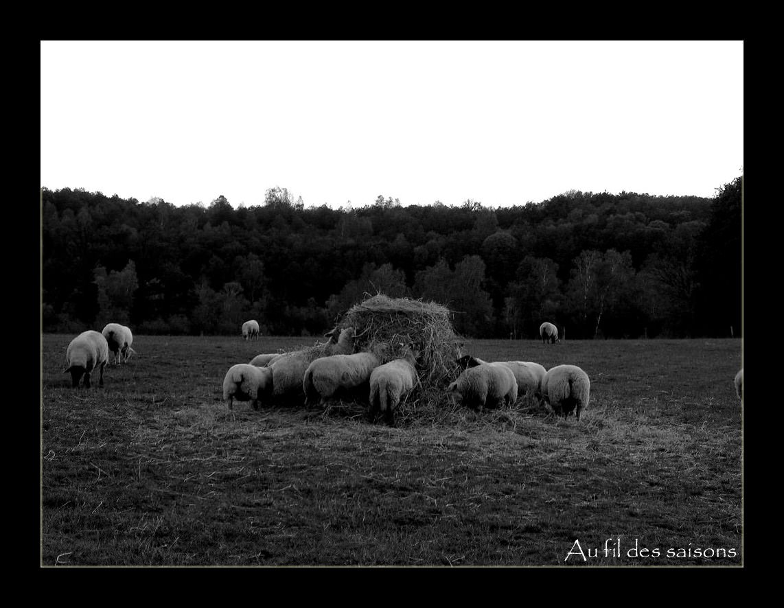 Moutons et Mouflons Moutons