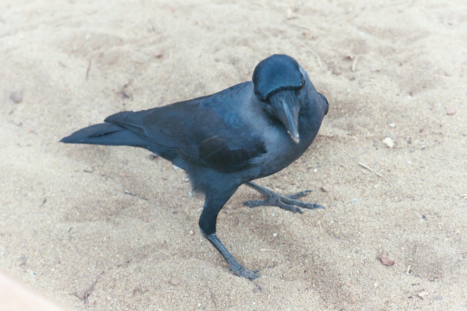 Corbeaux Corbeau pris sur une plage du Sri-Lanka