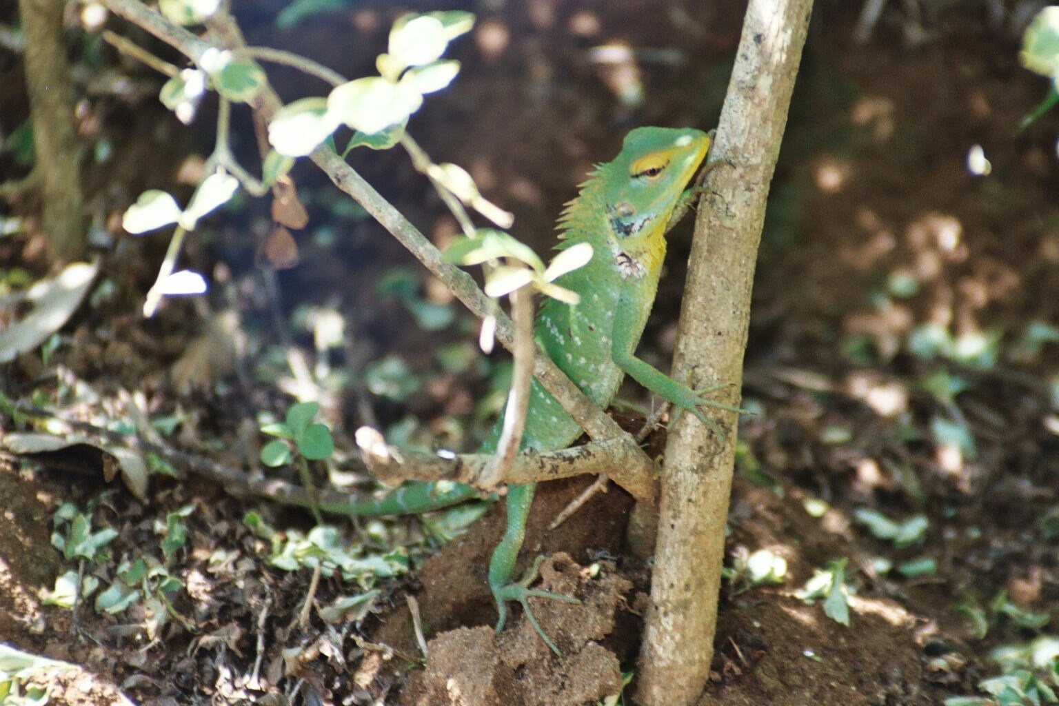 Reptiles Petit reptile Sri-Lankai