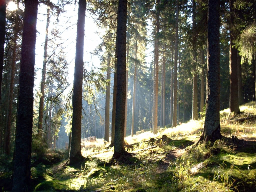 Republique Tcheque En pleine forêt tchèque