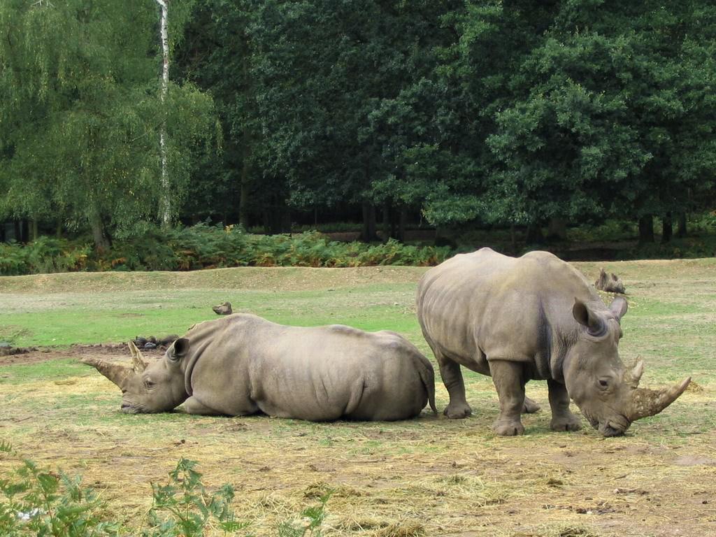 Rhinoceros Rhino-féroce ?