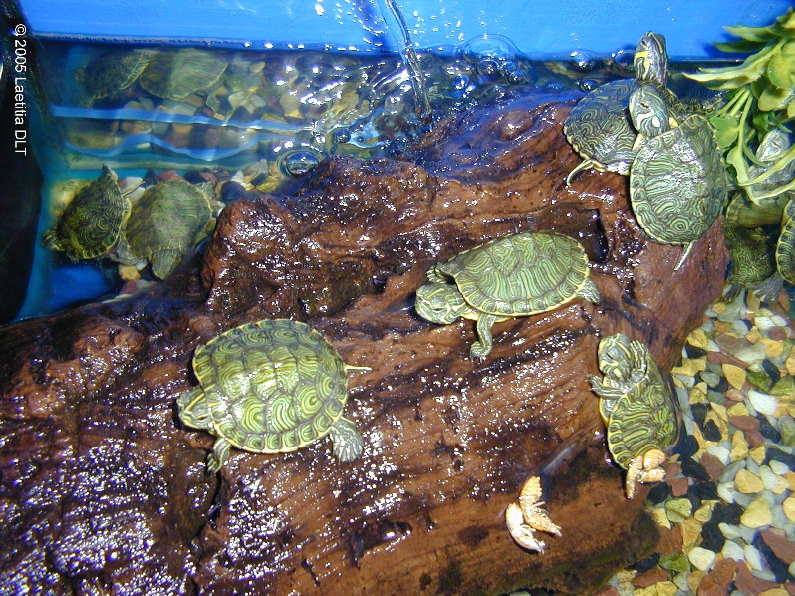 Tortues turtle