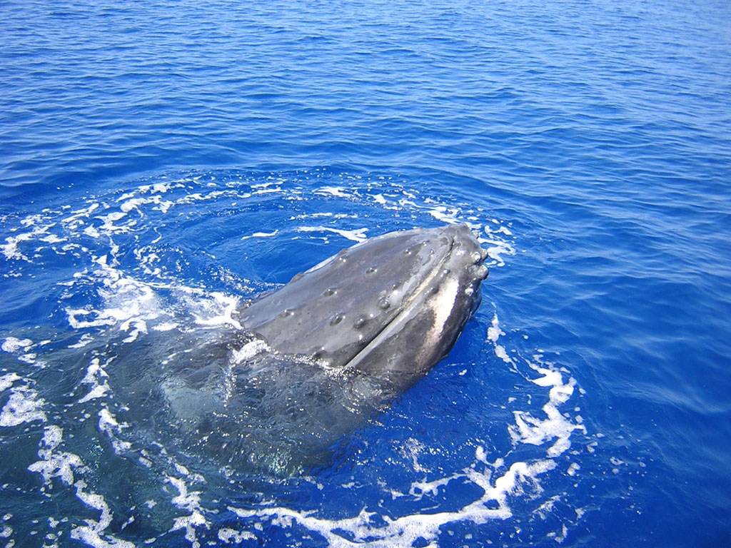 Baleines et Cachalots pirouette