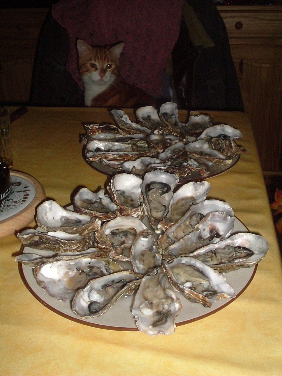 Coquillages Les huîtres de KIWI !