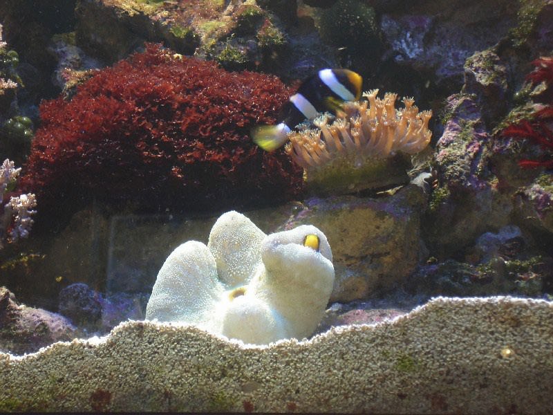 Poissons dans un aquarium