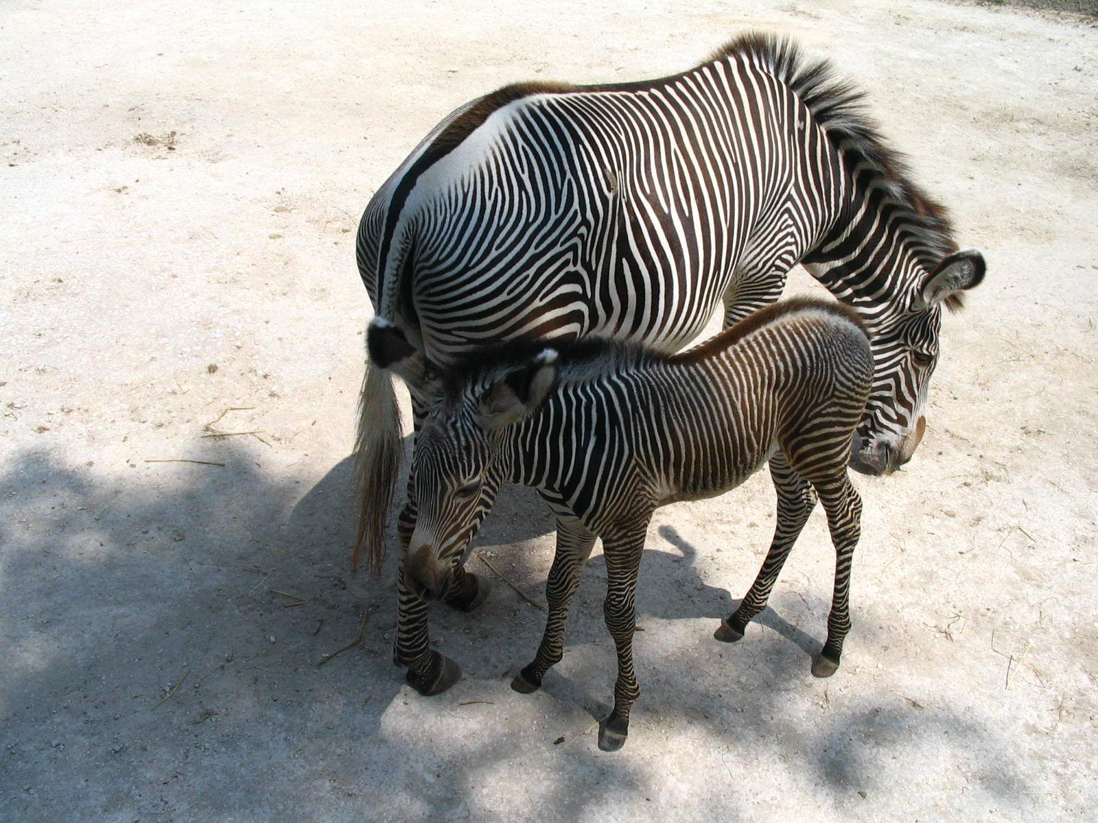 Zebres Bebe zebre et sa maman