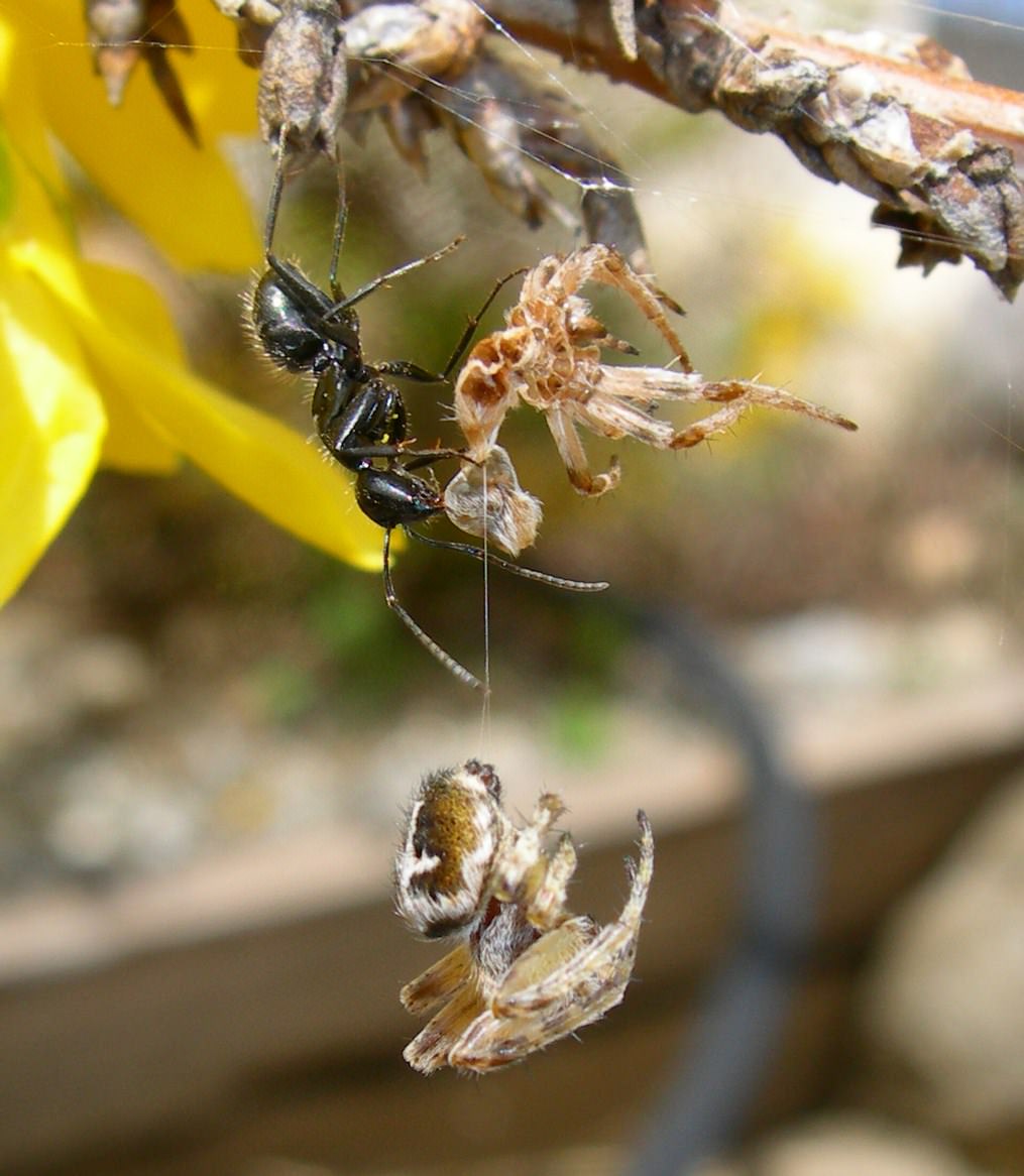 Araignees Araignée avec sa mue et fourmis