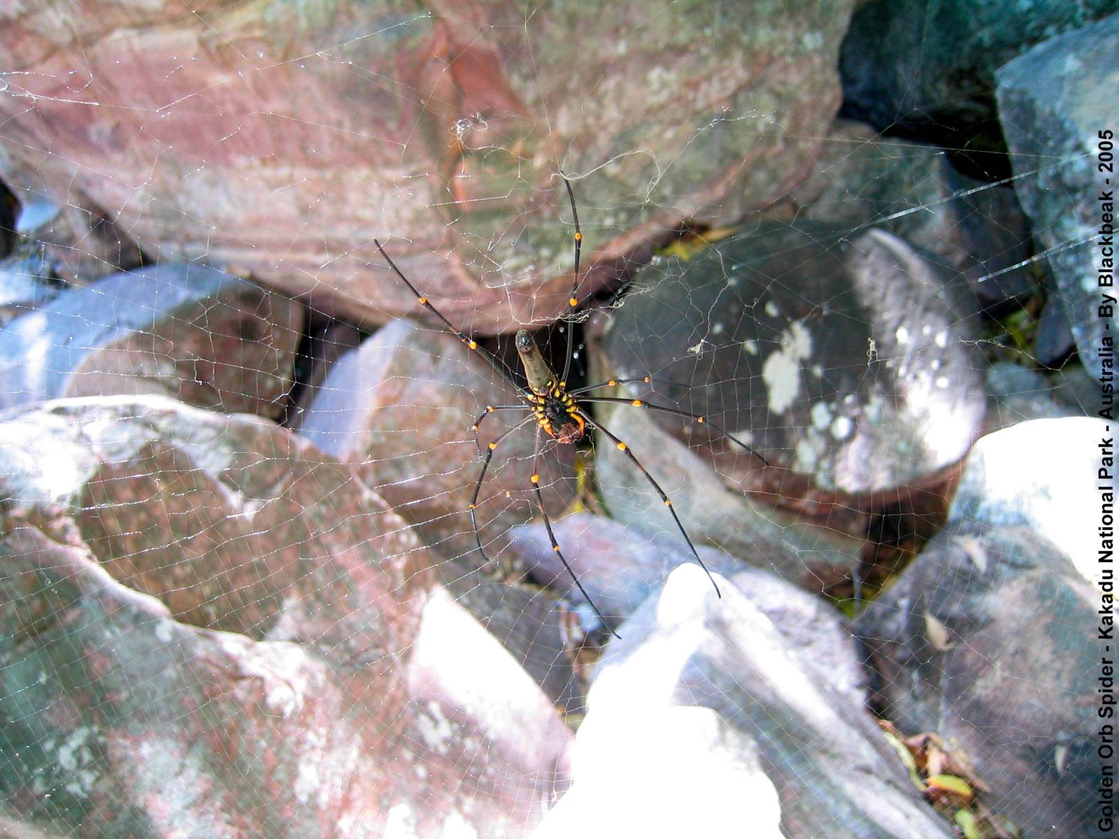 Araignees Golden Orb Spider