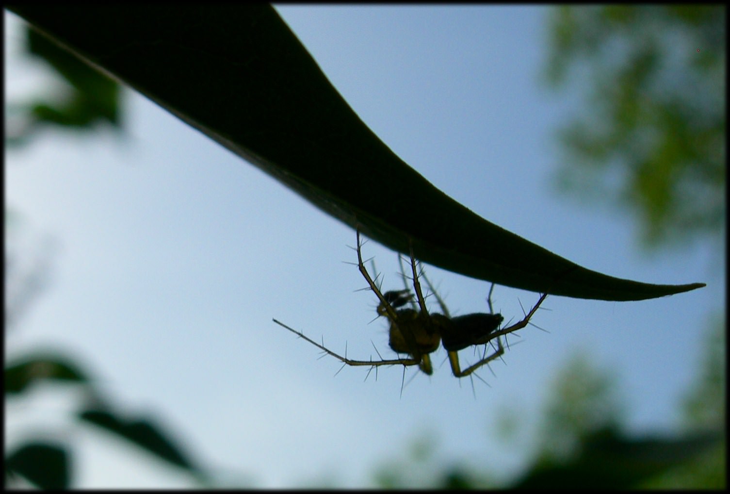 Araignees Silhoutte d'une araignée