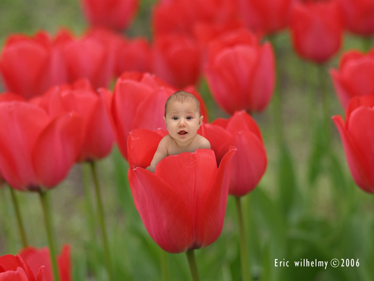 Bebes et Enfants bébé tulipe
