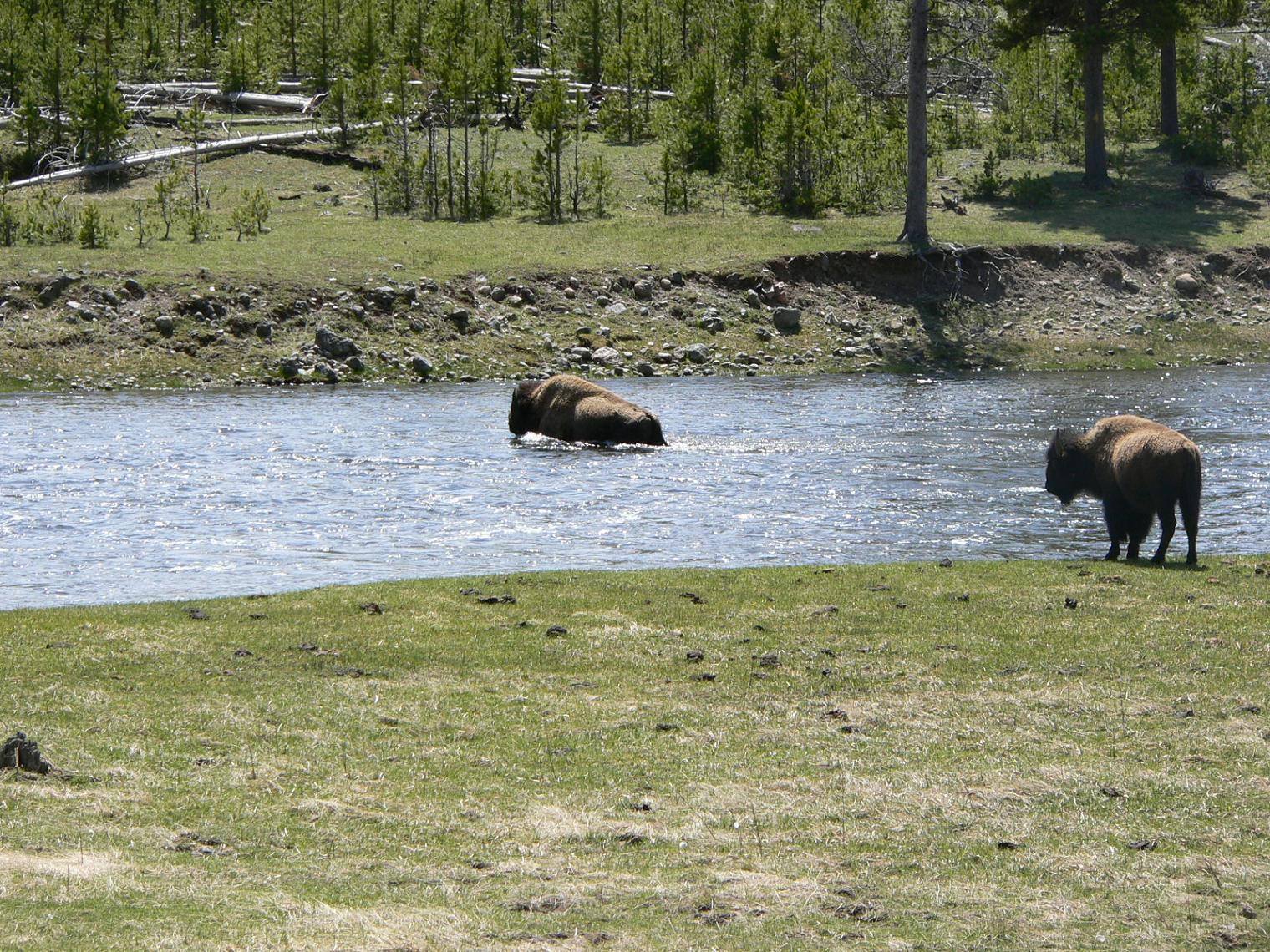 Bisons et Buffles Bisons- Yellowstone