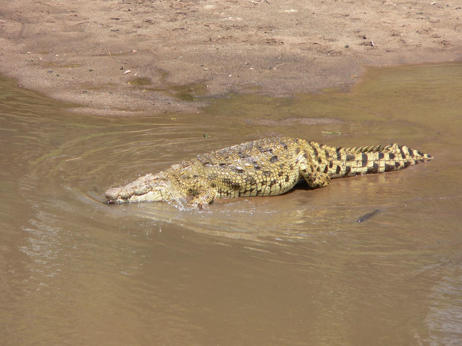 Crocodiles et Alligators un gros sac a main