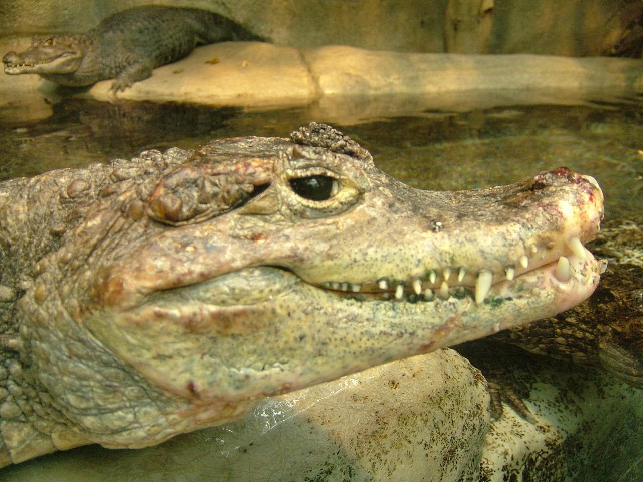 Crocodiles et Alligators caïman