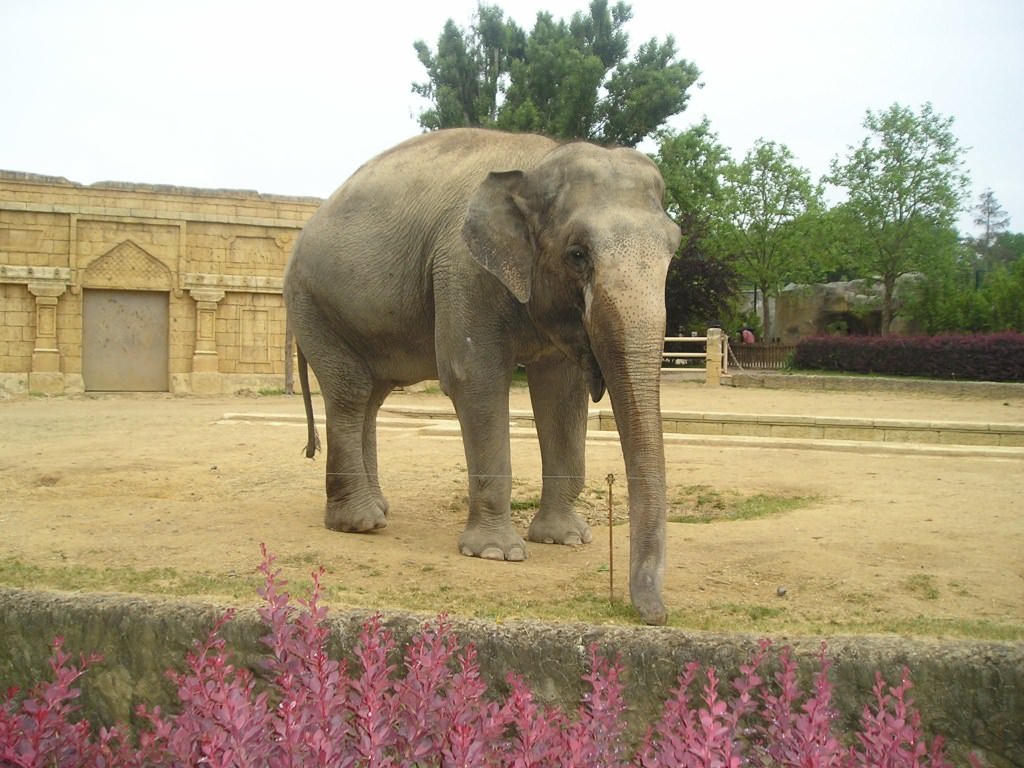 Elephants LE  ZOO  LE PAL   A  MOULIN