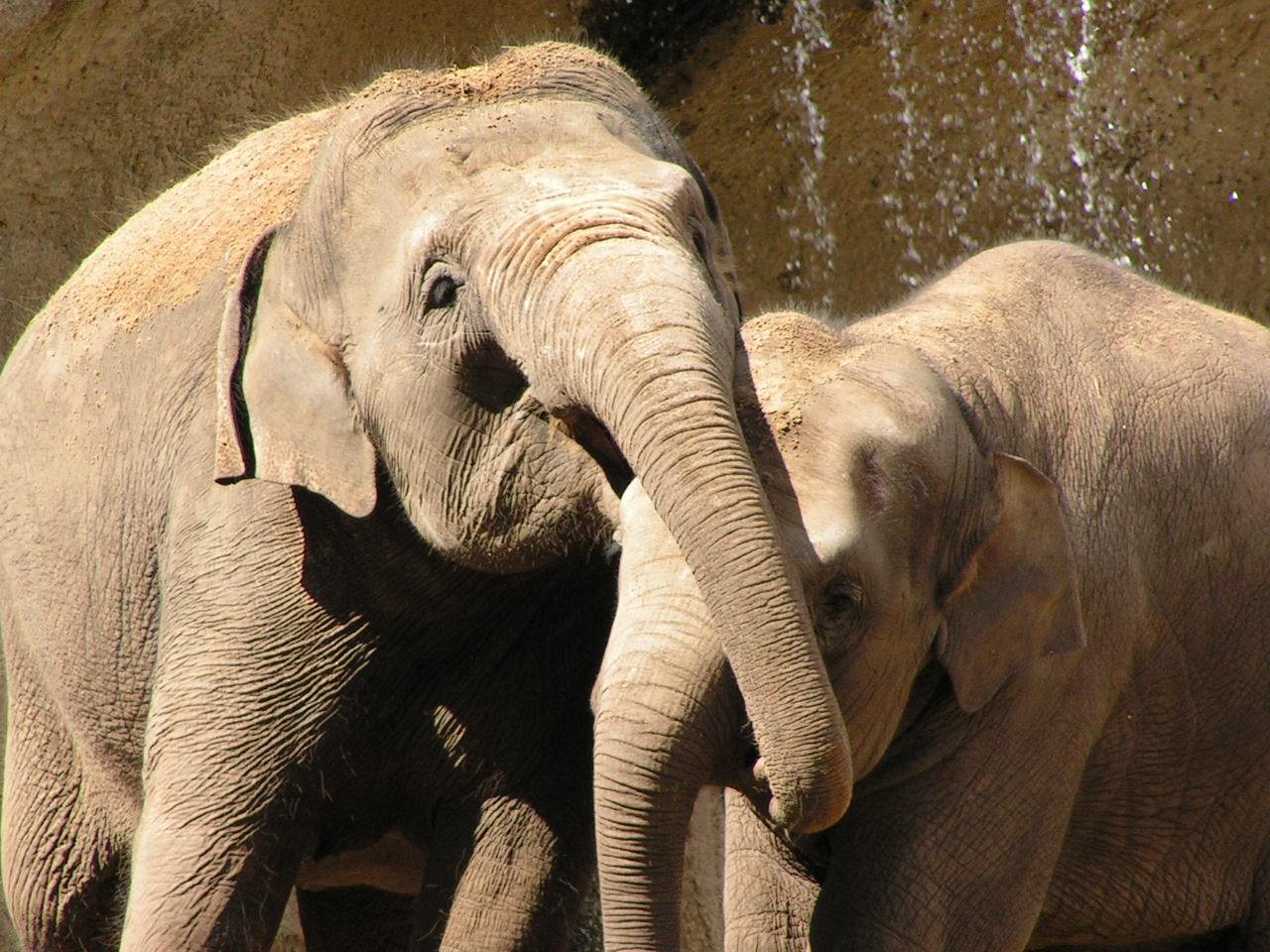 Elephants papa et maman élephants