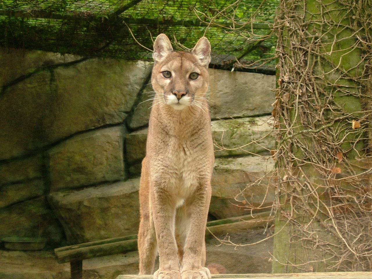 Pumas puma