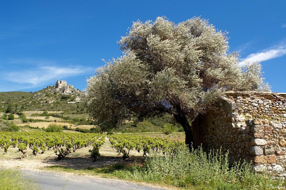 France Languedoc Roussillon Paysage des Corbiéres
