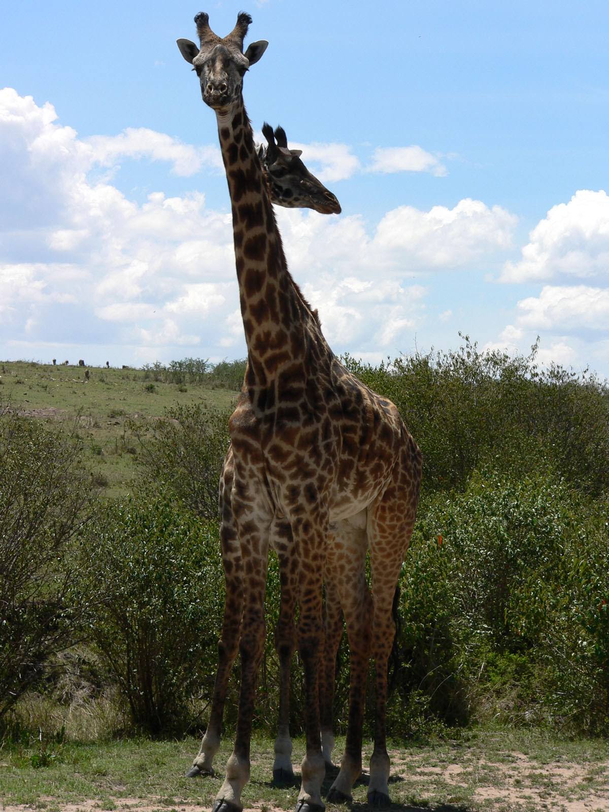 Girafes les siamois