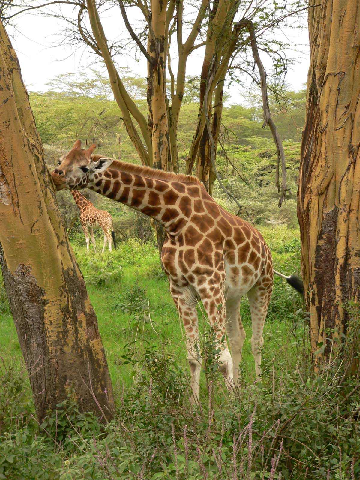 Girafes ce bon l'acacia