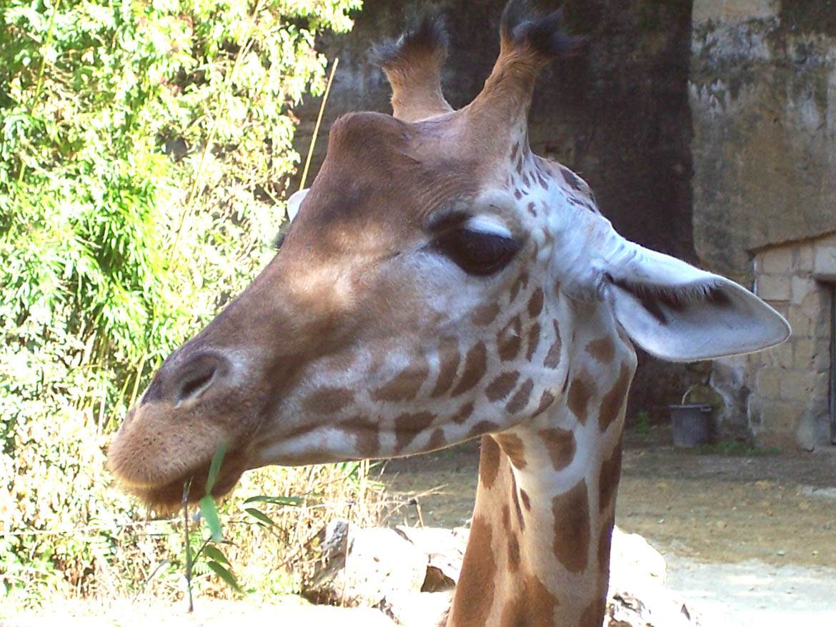 Girafes Girafe