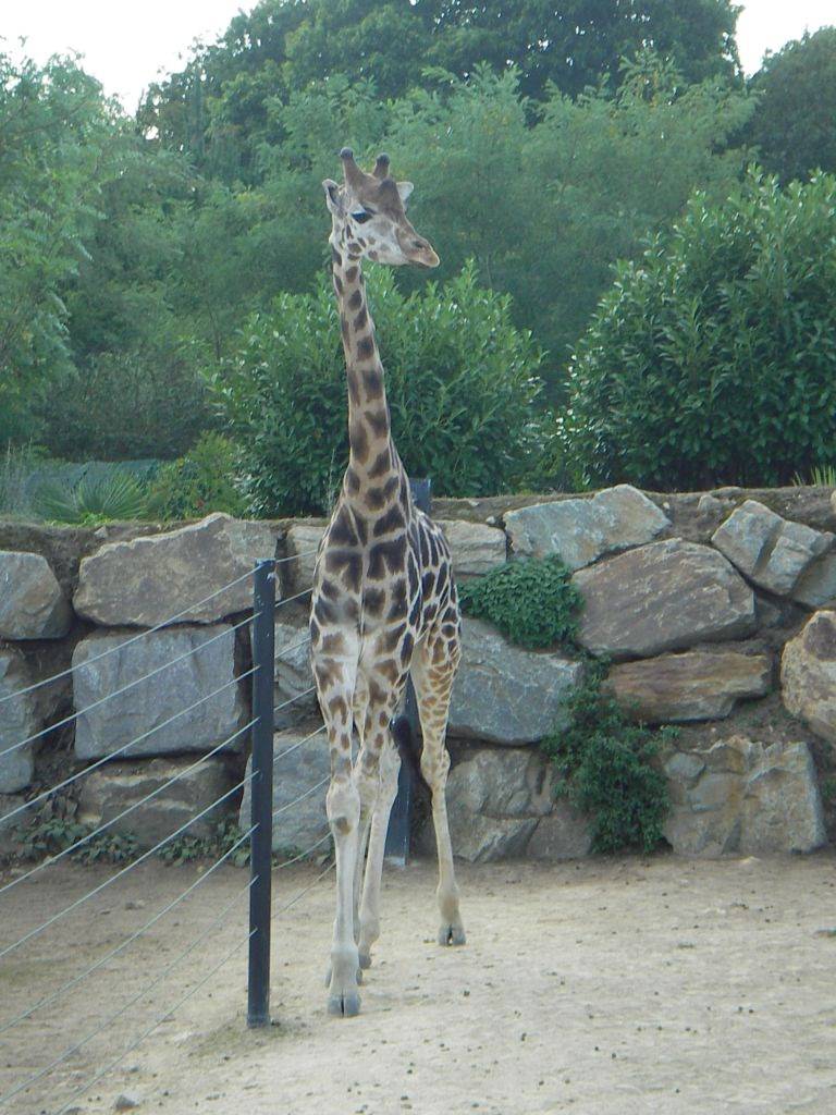 Girafes girafe
