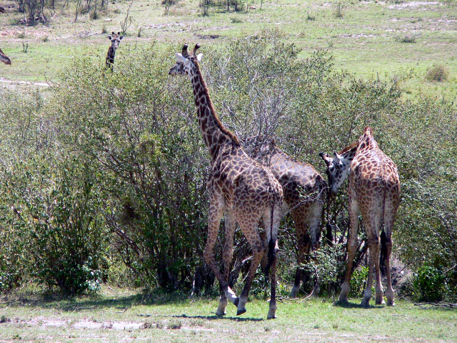 Girafes a table la famille