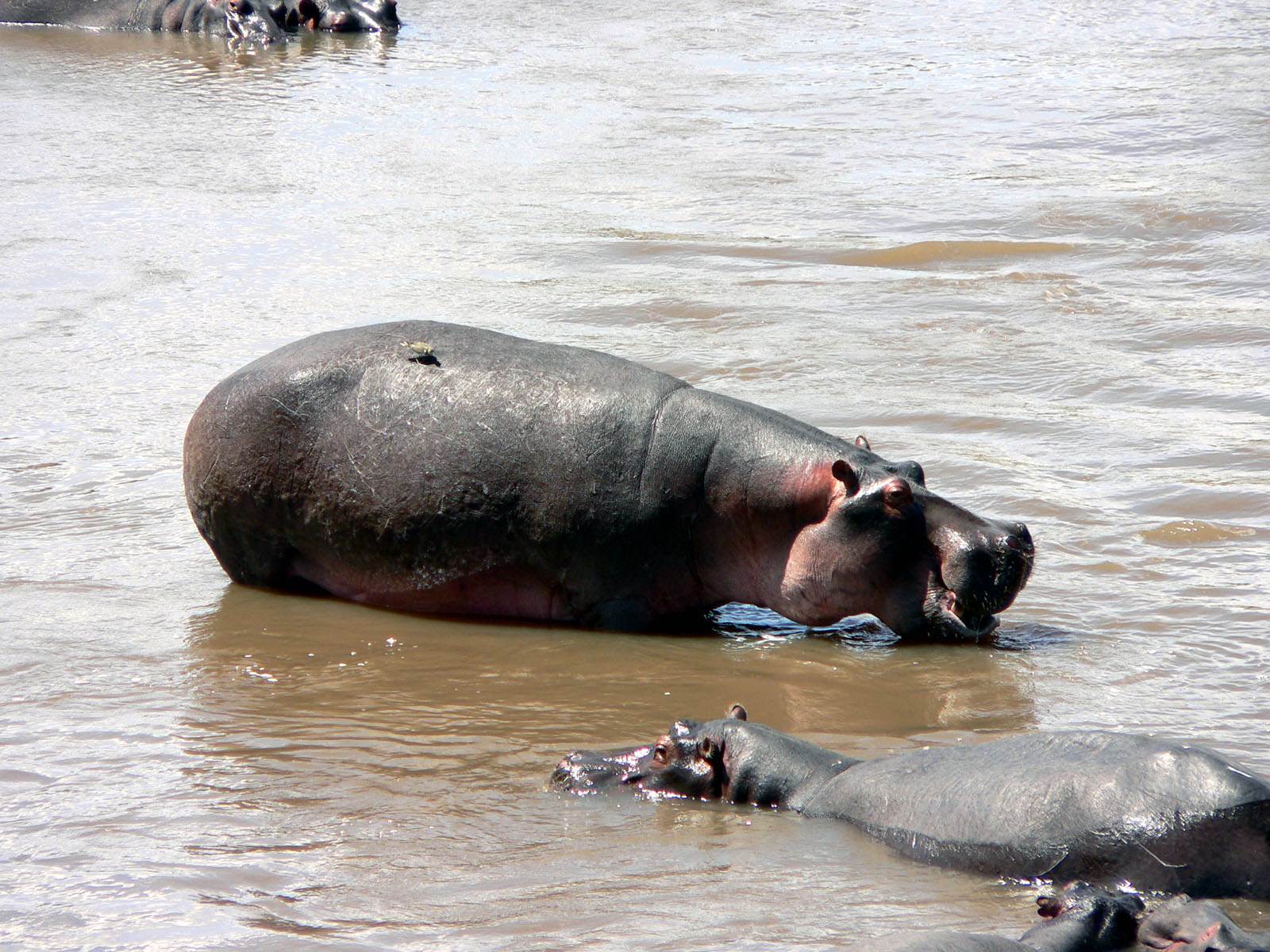 Hippopotames vive l'eau