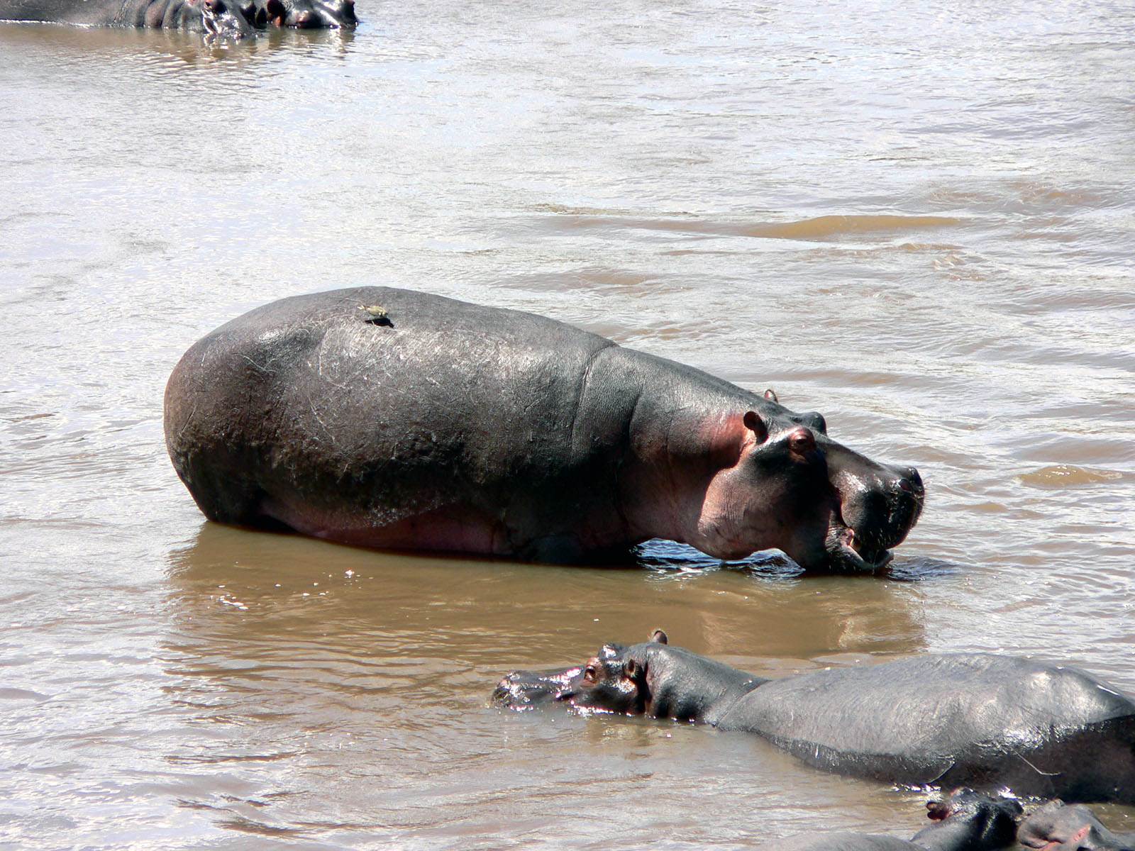 Hippopotames on se sent mieux ds l'eau