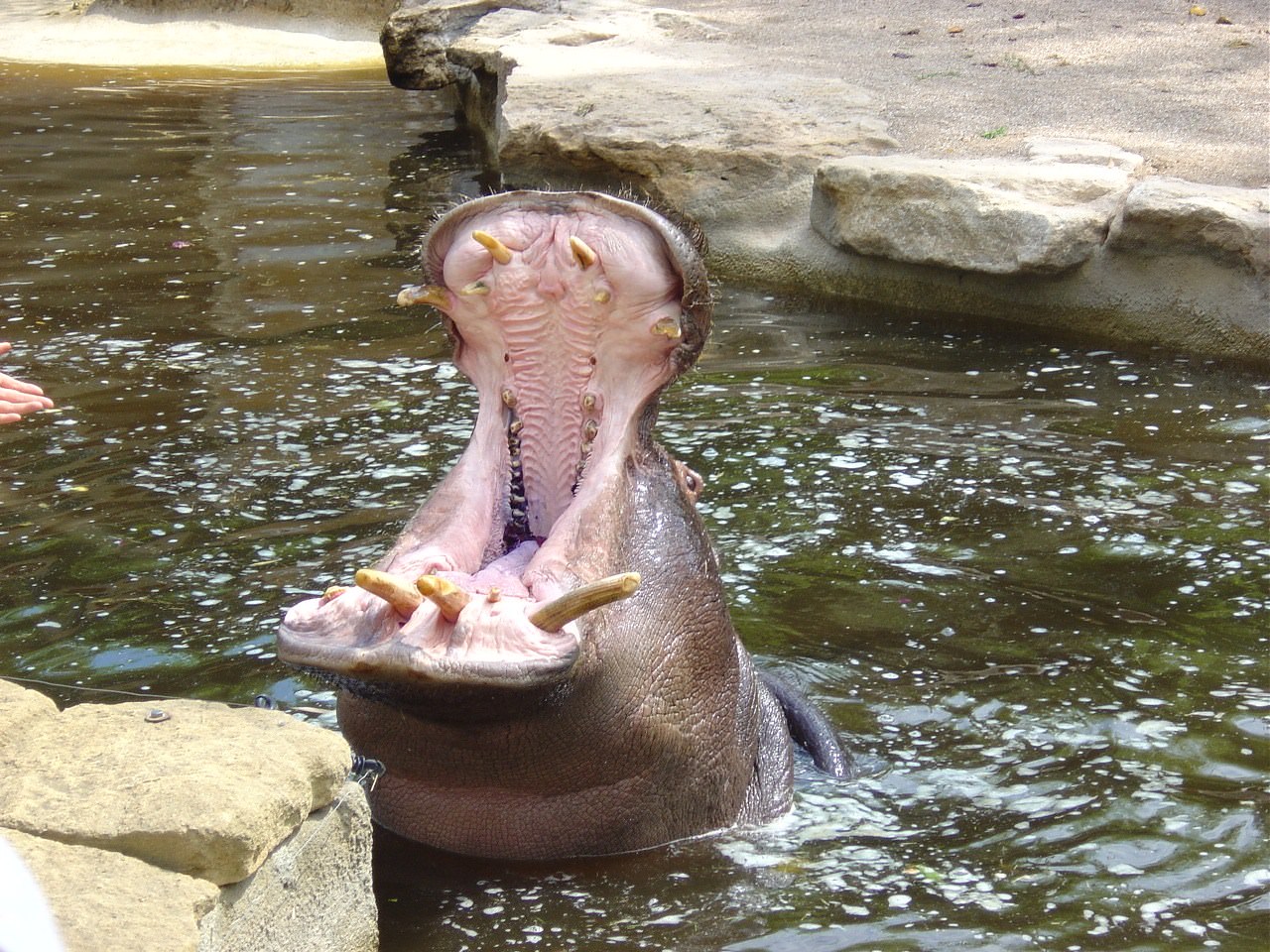 Hippopotames ZOO D' AMNEVILLE