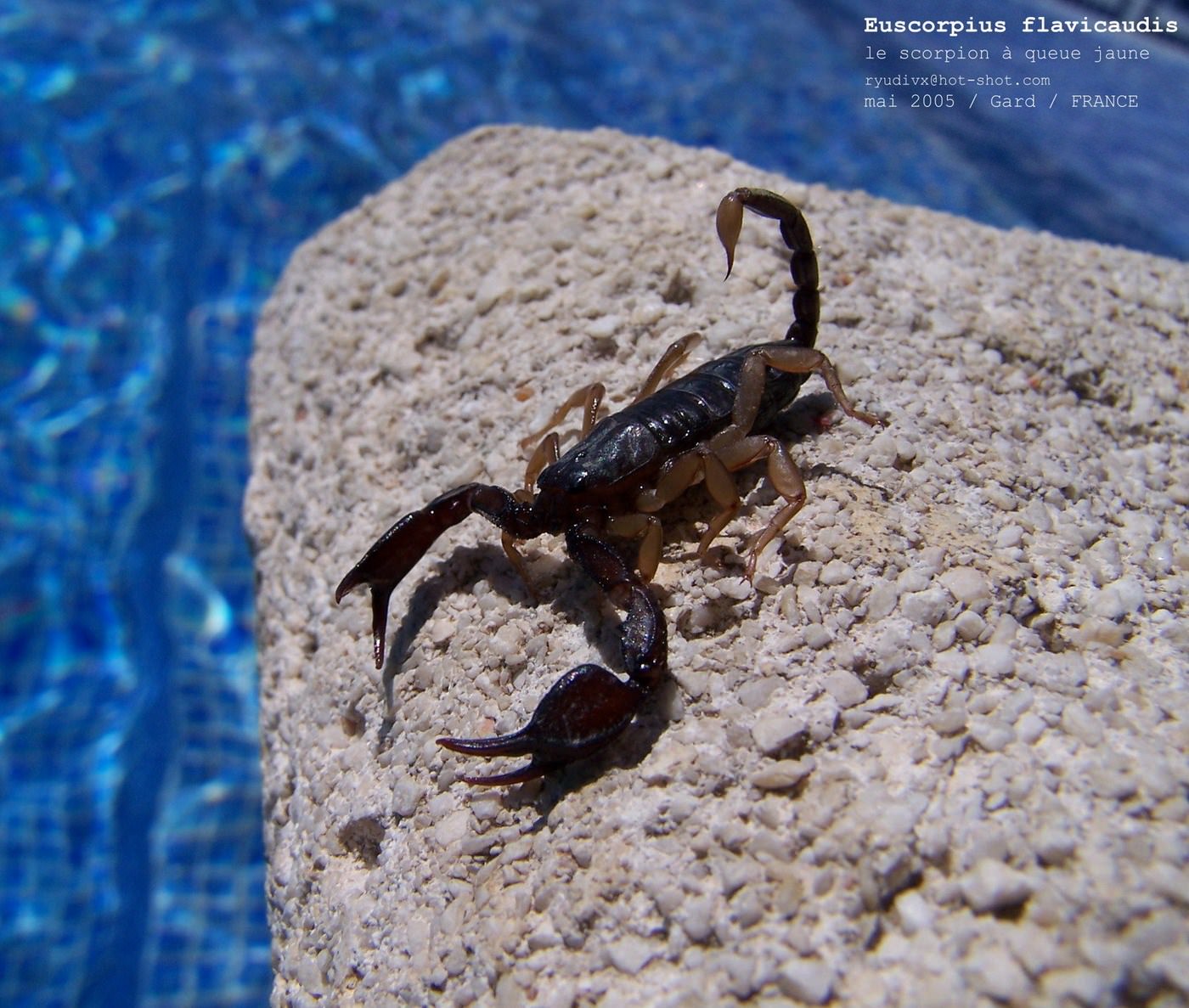 Scorpions Le scorpion à queue jaune, Euscorpius flavicaudis