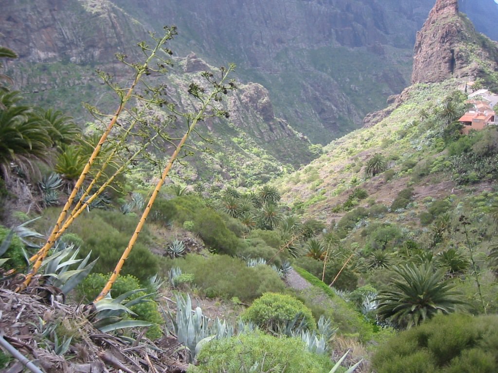 Les Canaries Vallée de Masca (Tenerife) 1