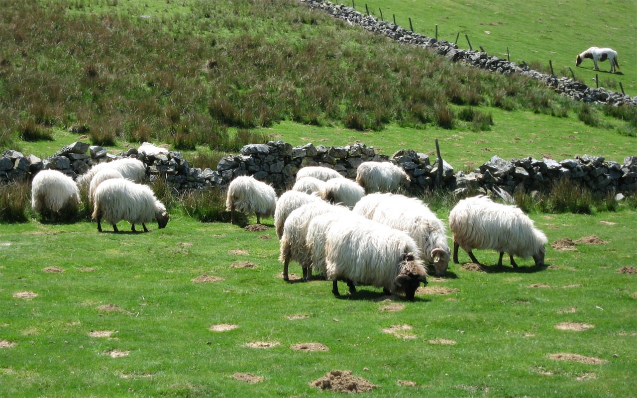 Moutons et Mouflons Moutons