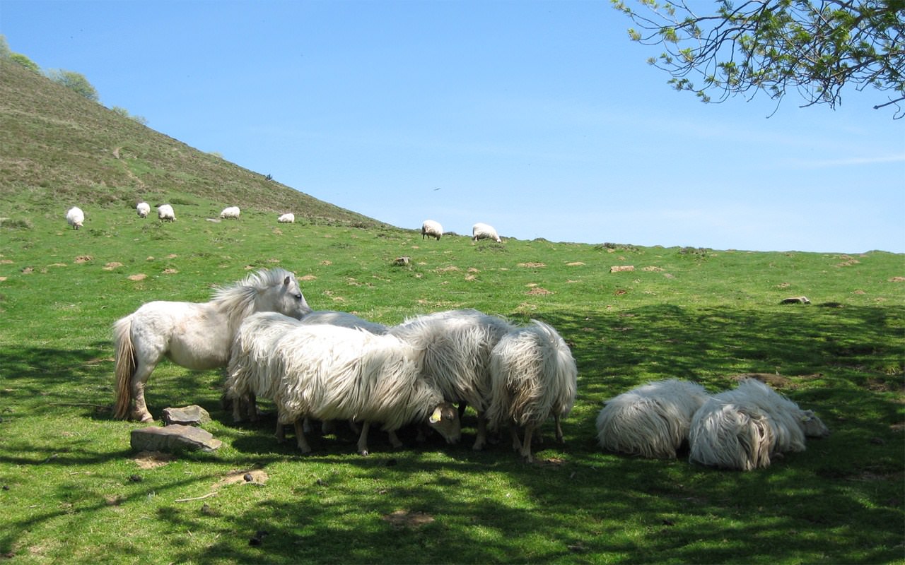 Moutons et Mouflons Moutons & Intrus