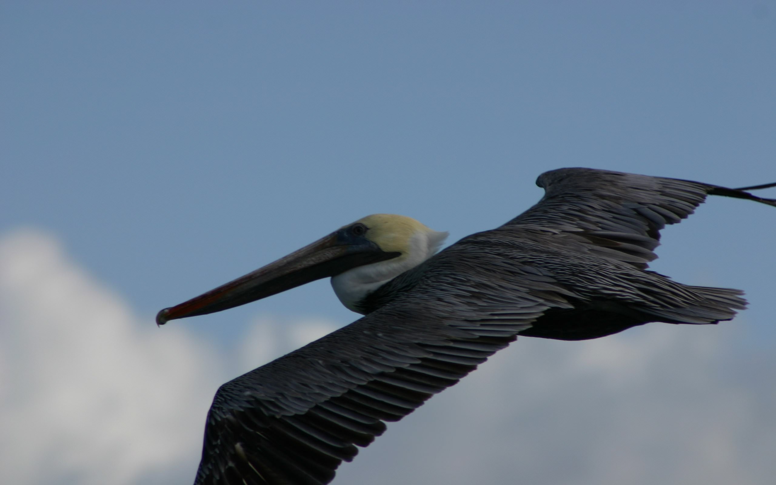 Pelicans pélican de Guadeloupe