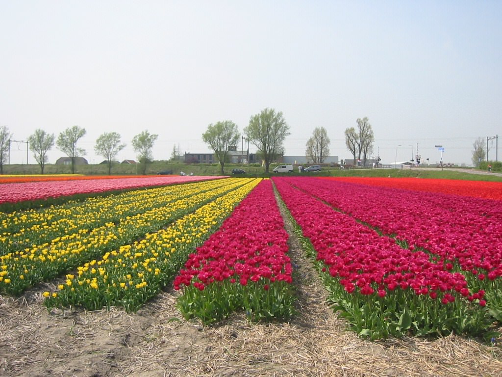 Pays Bas champ de tulipes à Lisse (Hollande)