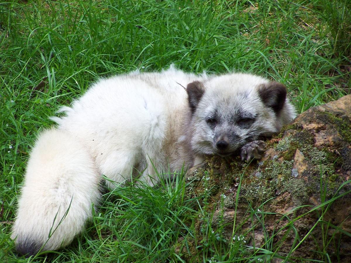 Renards Fouter moi la paix ! J'attend le soleil !!!