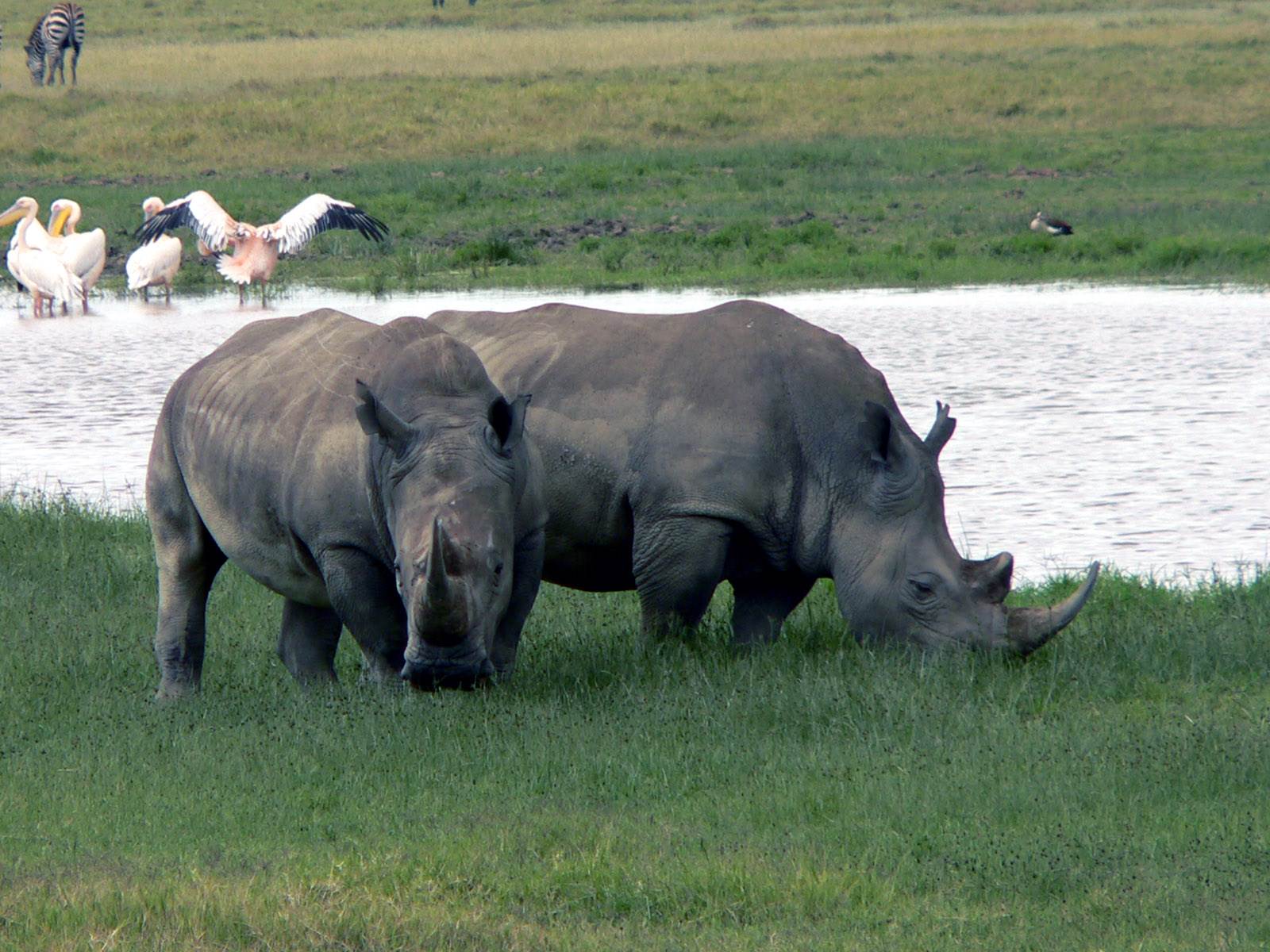 Rhinoceros comme dans ice age