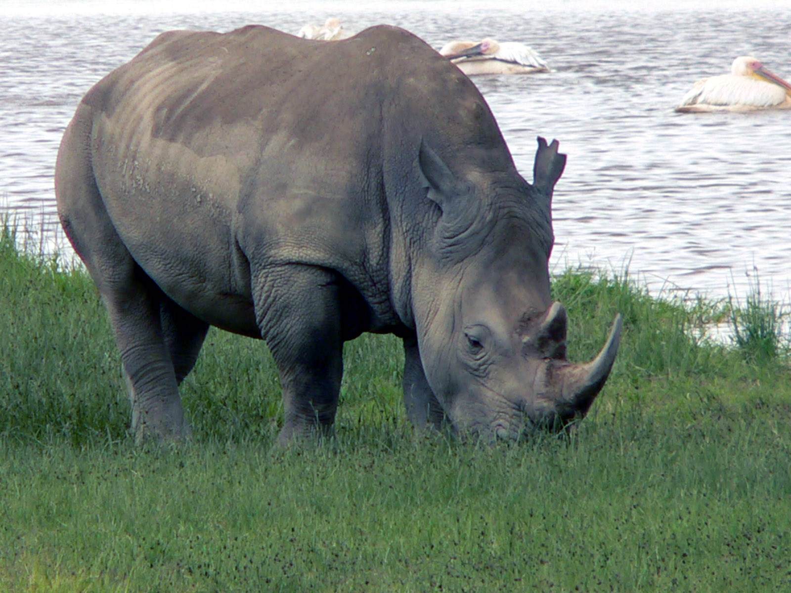 Rhinoceros pas tres content lui