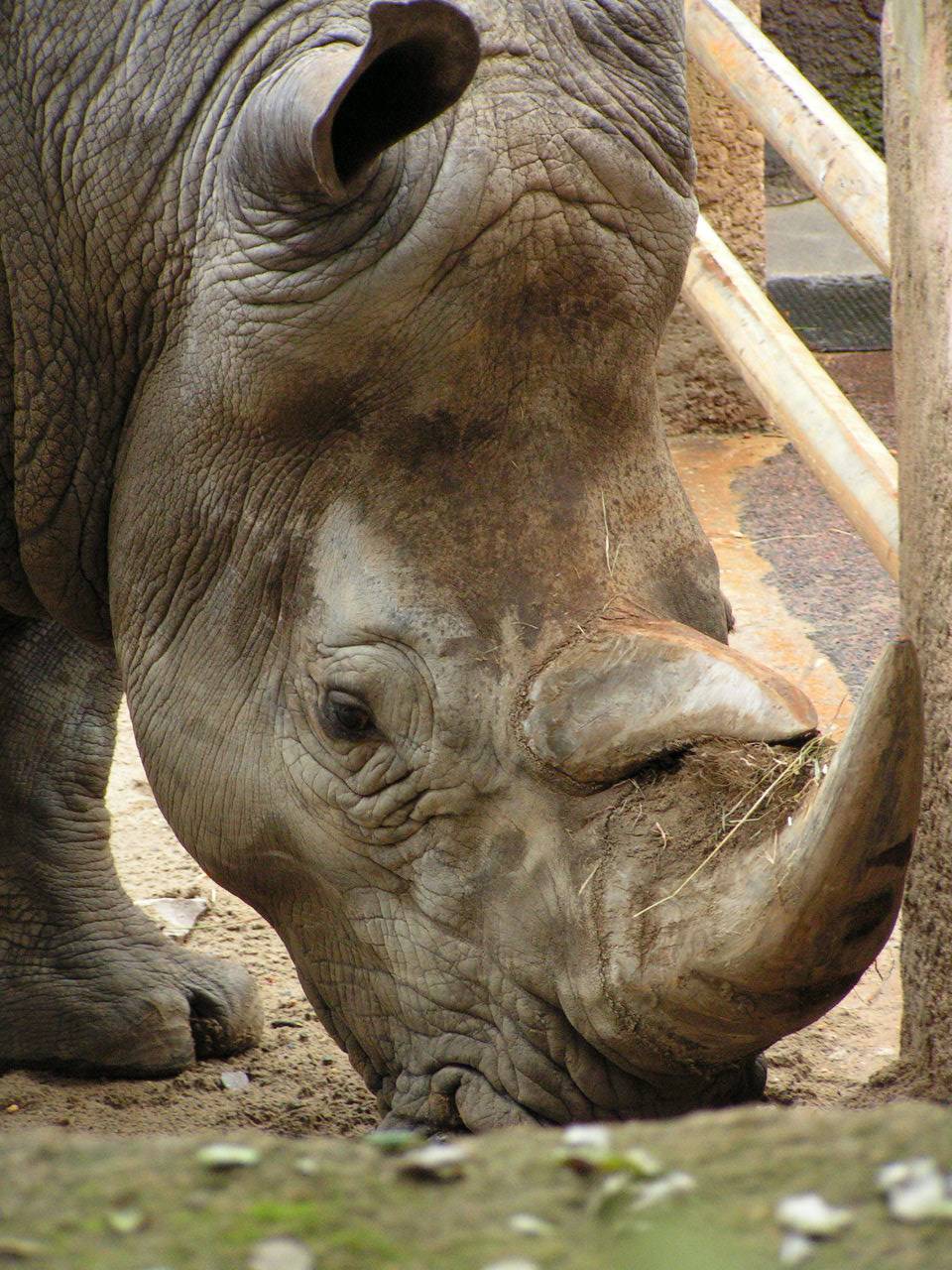Rhinoceros rhinocéros