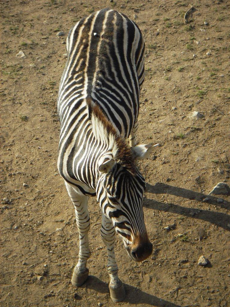 Zebres un zebre