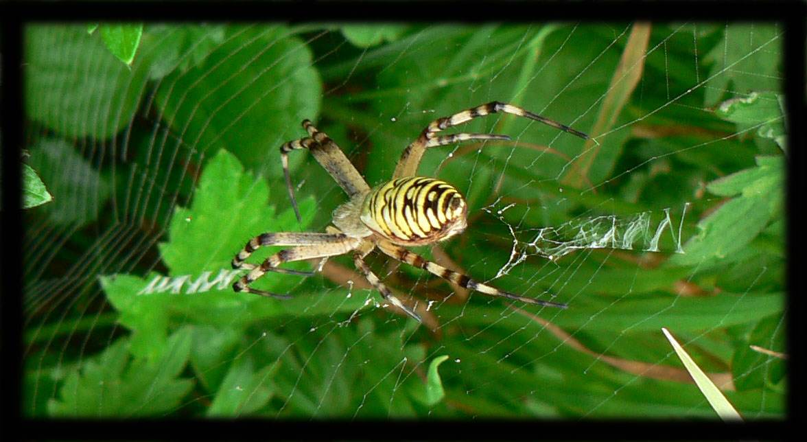 Araignees L'araignée jaune