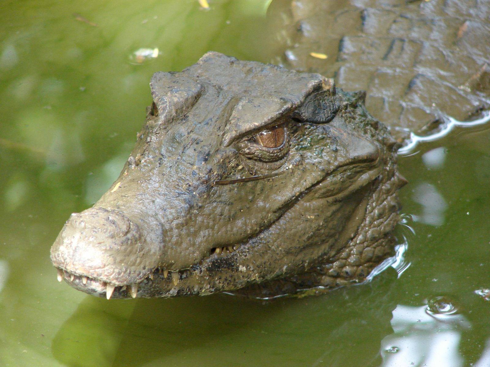 Crocodiles et Alligators Caïman