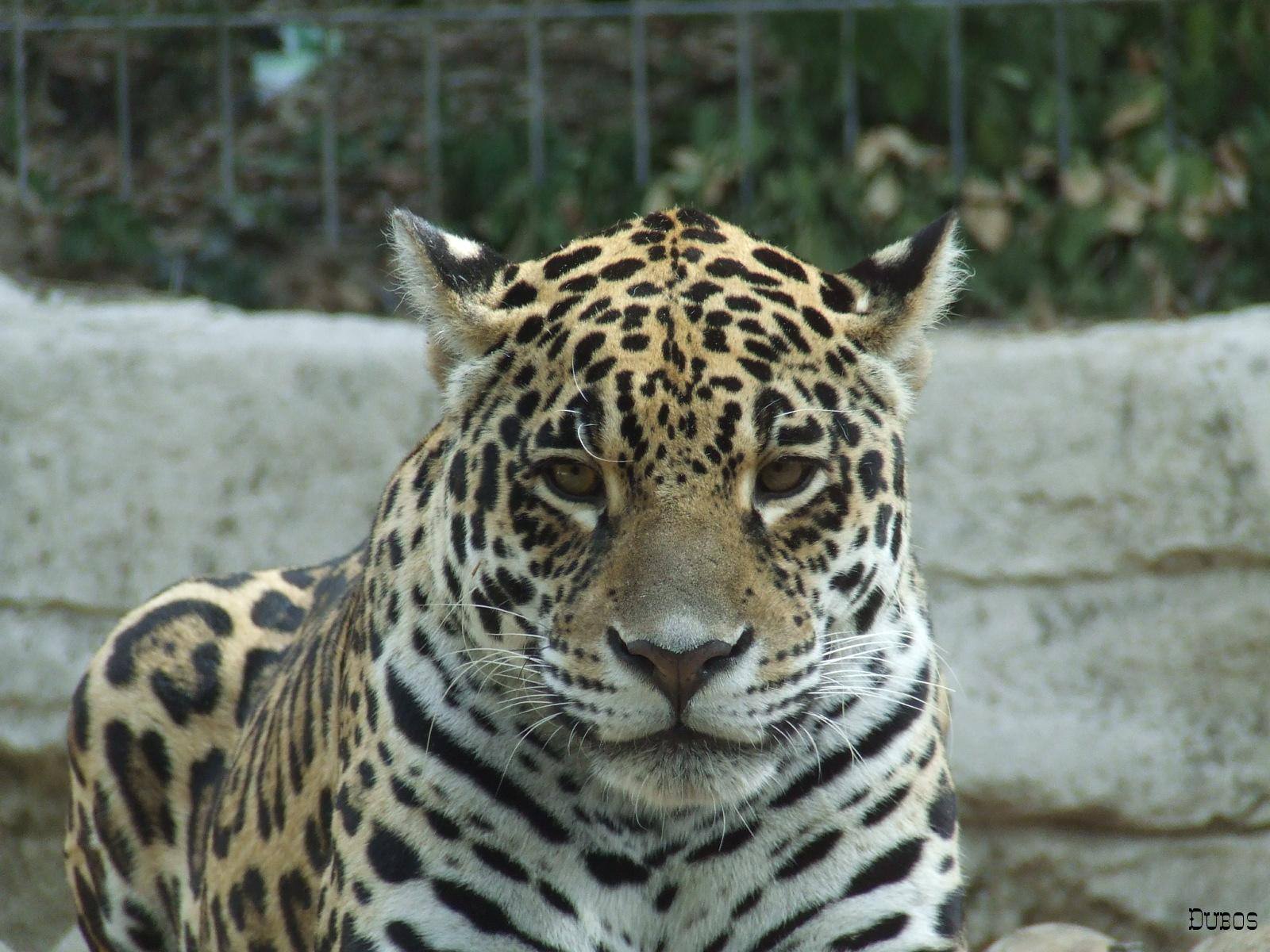 Jaguars Panthère