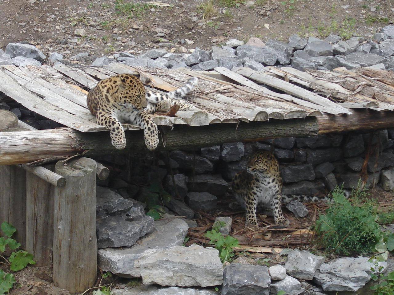 Leopards Léopards