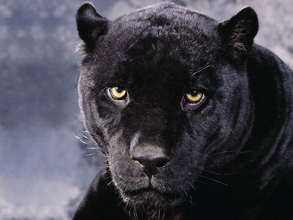 Pantheres noires Wallpaper N°152700