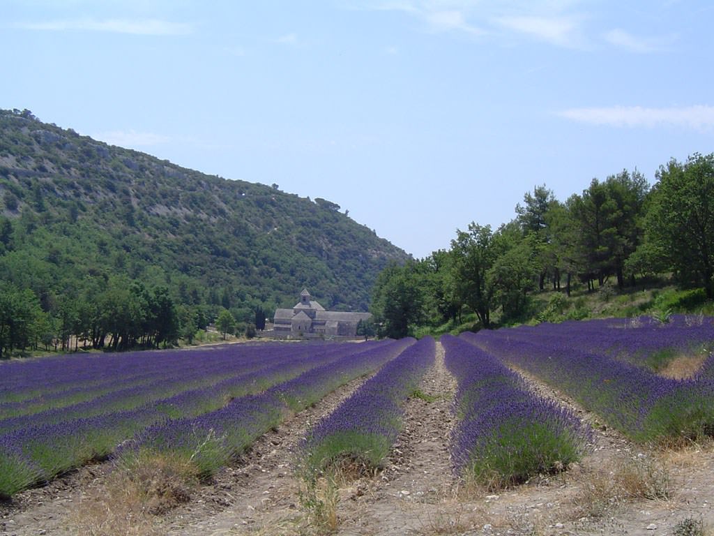 France Provence Alpes et Cote d Azur Abbaye de Sénaques et champs de lavande