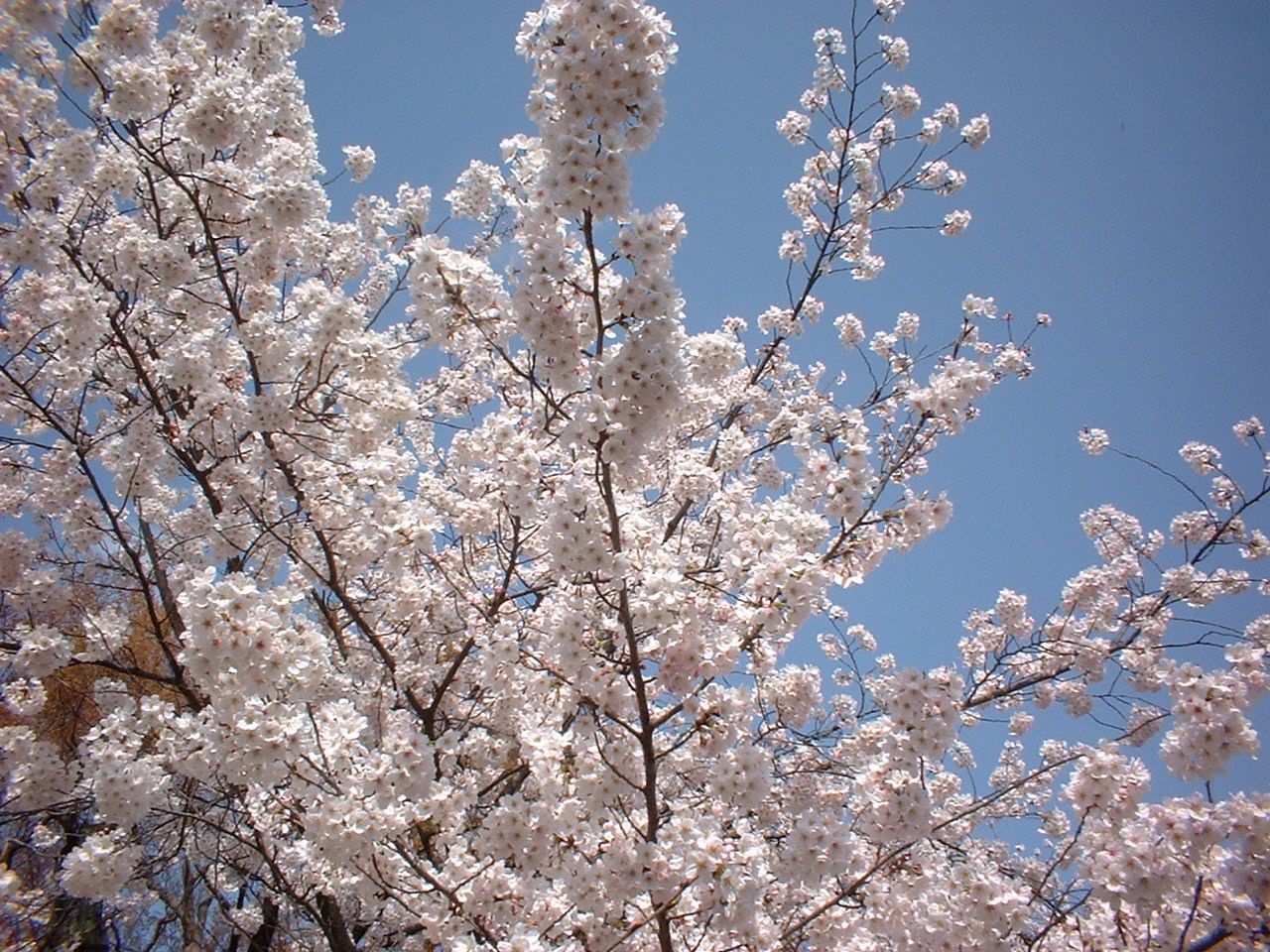 Japon cerisier en fleur
